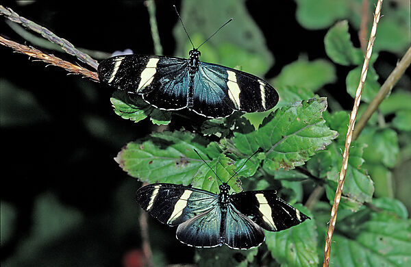 Zwei tropische Schmetterlinge, Schmetterling