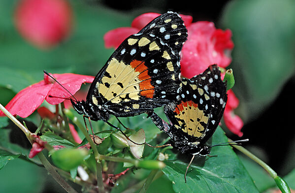 Tropische Schmetterlinge bei der Paarung, Sex
