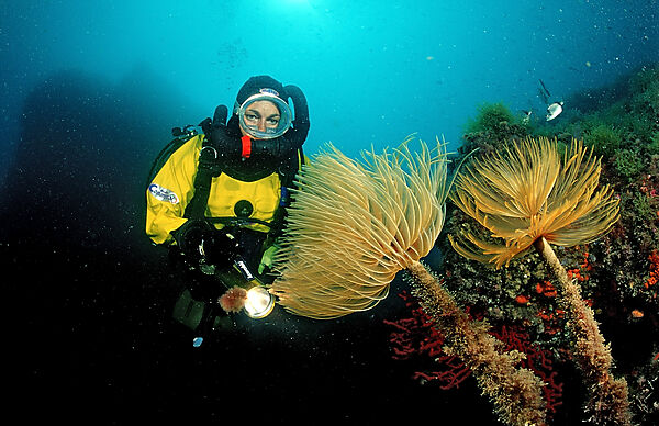 Fan worm and scuba diver