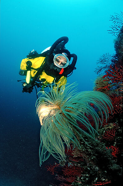 Fan worm and scuba diver