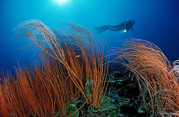 Red sea whip and scuba diver