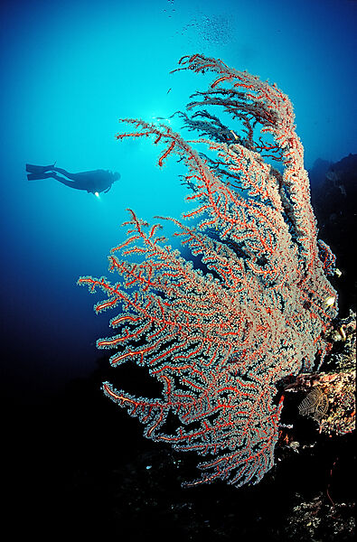 Red sea fan and scuba diver