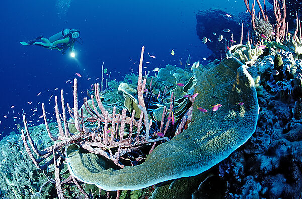 Scuba diver and coral reef