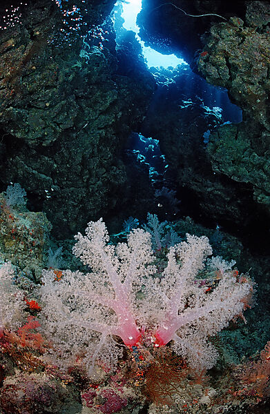Unterwassergrotte und Weichkorallen