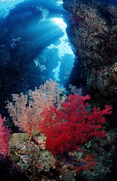 Unterwassergrotte und Weichkorallen