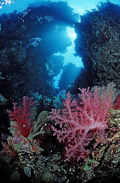 Unterwassergrotte und Weichkorallen