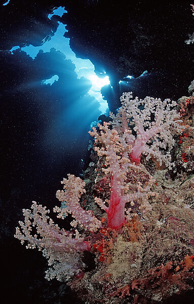Unterwassergrotte und Weichkorallen