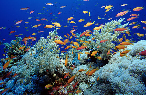 Harem Flag Basslet and coral reef