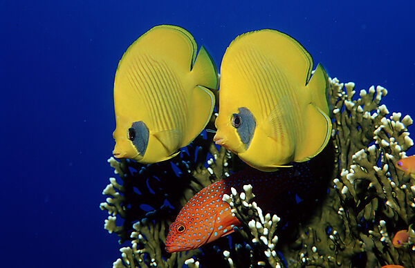 Masked Butterflyfish, Coral grouper