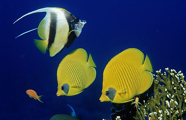 Masked Butterflyfish, Bannerfish