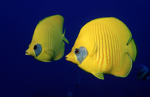 Two Masked Butterflyfishes