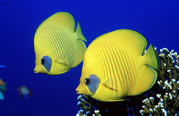 Two Masked Butterflyfishes