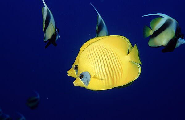 Two Masked Butterflyfishes