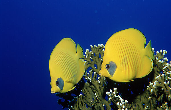 Two Masked Butterflyfishes