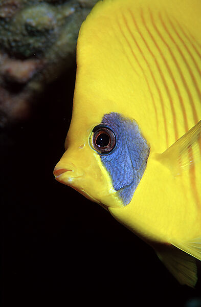 Masked Butterflyfish