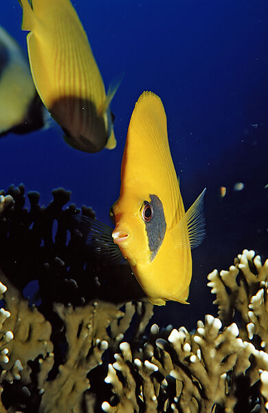 Masked Butterflyfish