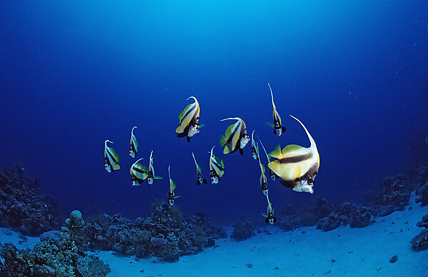 Schooling Red Sea Bannerfishes