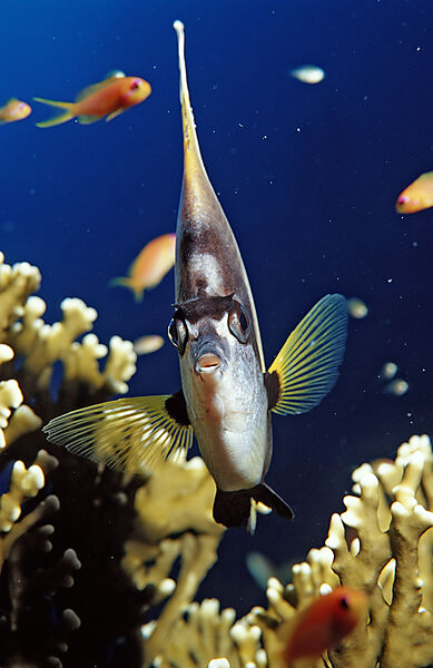 Red Sea Bannerfish