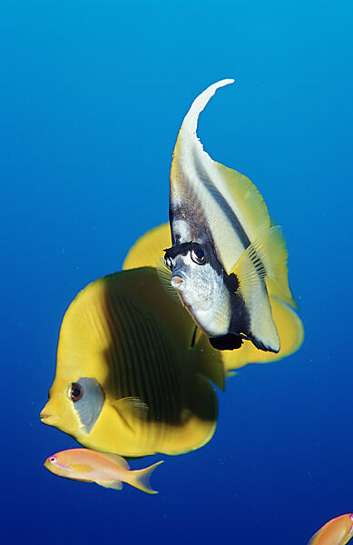 Red Sea Bannerfish