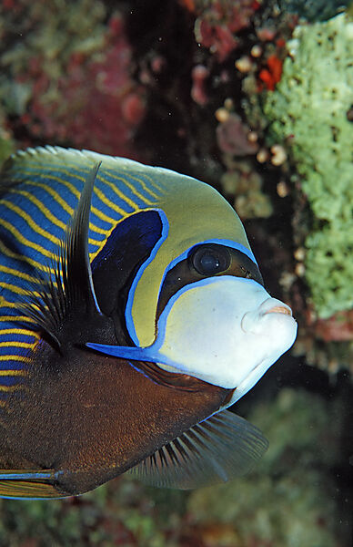 Imperator Kaiserfisch