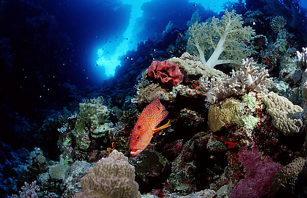 Coral grouper