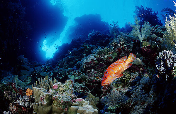 Coral grouper