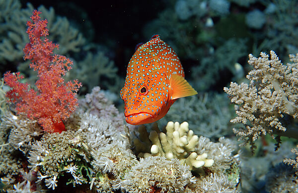 Coral grouper