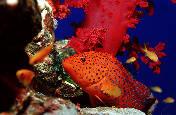 Coral grouper