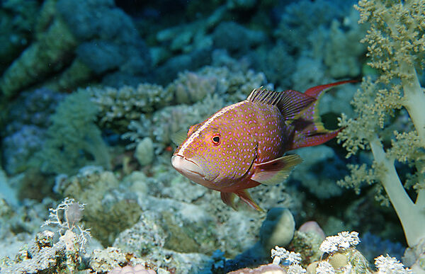 Lunartail trout