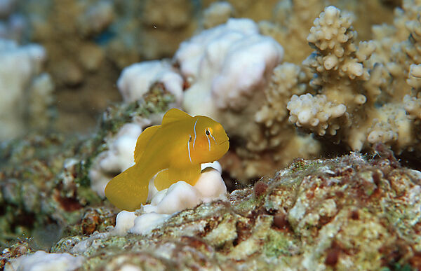 Citron goby