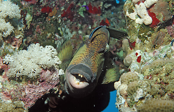 Gruener Riesendrueckerfisch und Putzerfisch