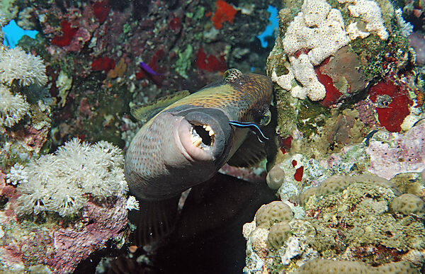 Gruener Riesendrueckerfisch und Putzerfisch