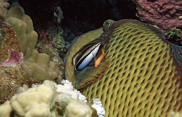 Gruener Riesendrueckerfisch und Putzerfisch