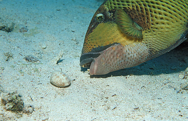 Moustache trifferfish eating shell