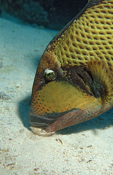 Moustache trifferfish eating shell