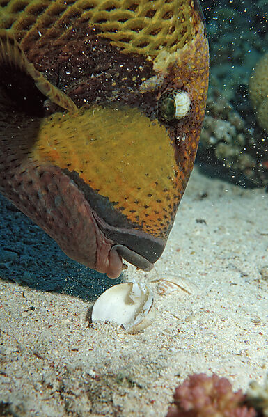 Moustache trifferfish eating shell