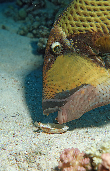Moustache trifferfish eating shell