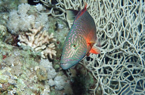 Wangenstreifen-Lippfisch