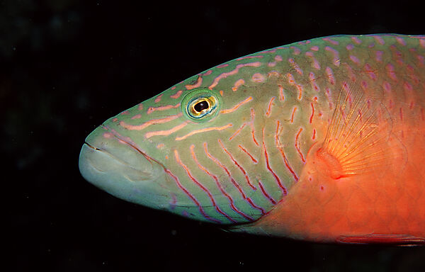 Wangenstreifen-Lippfisch