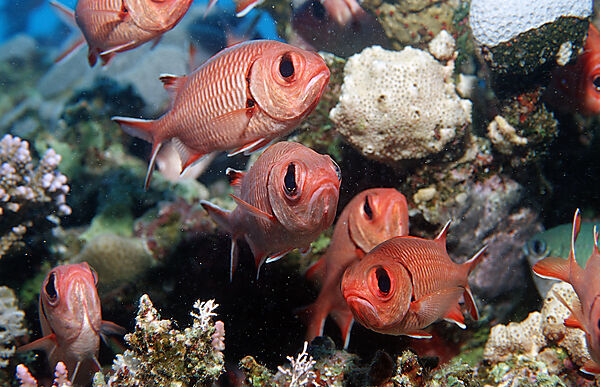 Schwarm Weisssaum-Soldatenfische