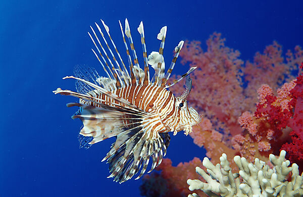 Rotfeuerfisch, Rotfeuerfische