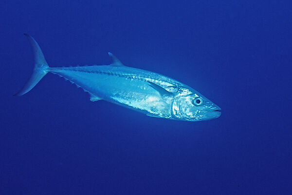 Dogtooth tuna