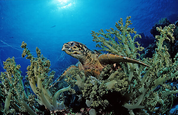 Hawksbill turtle eating soft corals