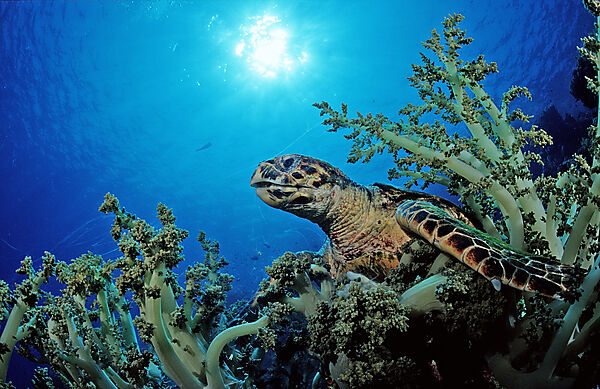 Hawksbill turtle eating soft corals
