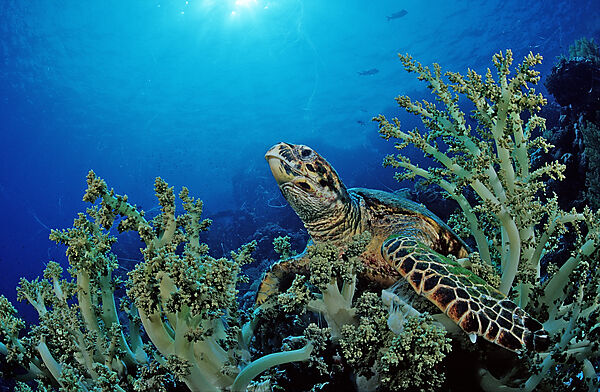 Hawksbill turtle eating soft corals