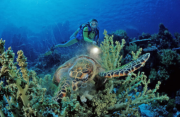 Eating Hawksbill turtle and scuba diver