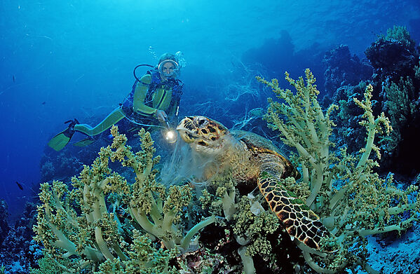 Eating Hawksbill turtle and scuba diver