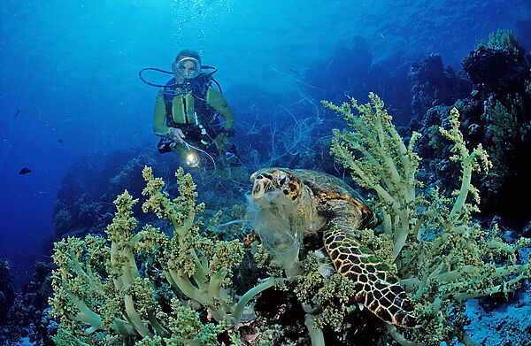 Eating Hawksbill turtle and scuba diver