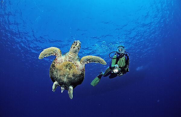 Swimming Hawksbill turtle and scuba diver