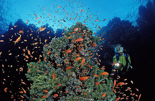 Scuba diver and coral reef